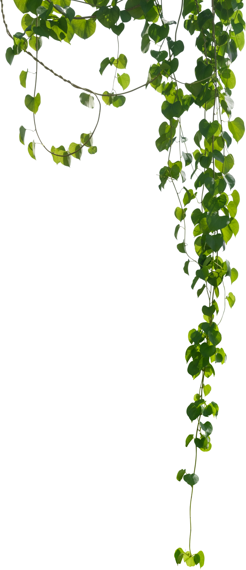 Luscious Green Vine