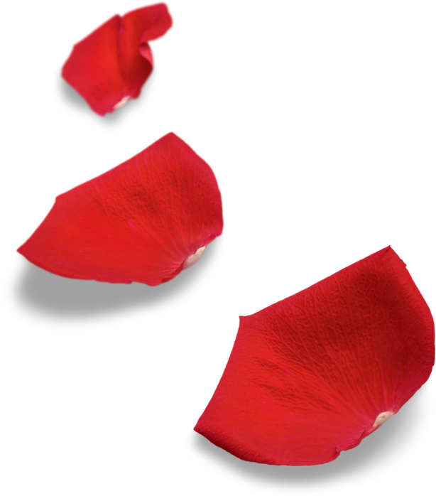 Red Rose Petals